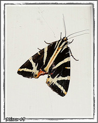 Papillon de nuit