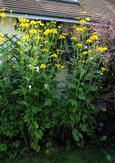 Rudbeckia laciniata (3)