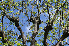 Magnolia acuminata