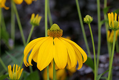 Rudbeckia laciniata (5)