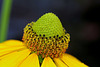 Rudbeckia laciniata (9)