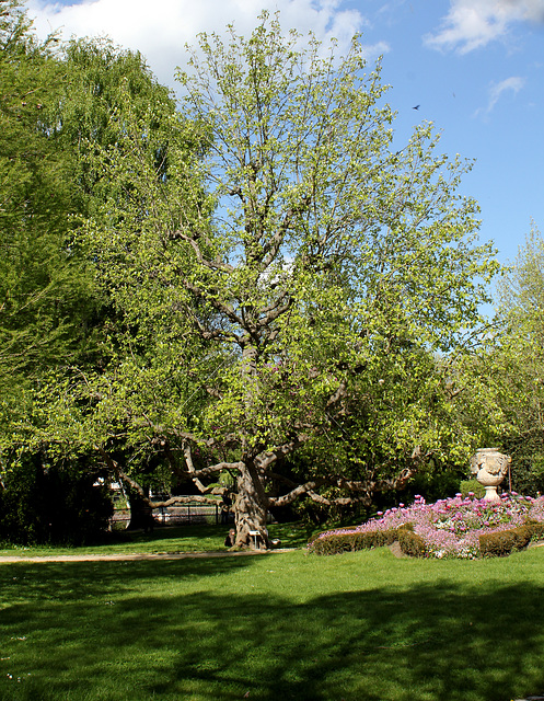 Magnolia acuminata (2)