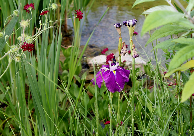 Iris ensata