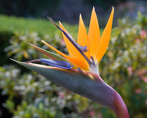 Bird of Paradise