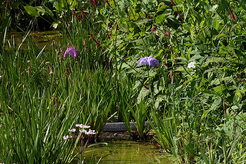 Iris ensata