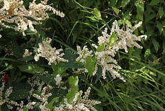 Polygonum