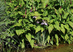 Persicaria et iris