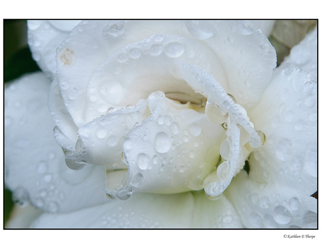 Gardenia Macro and Rain