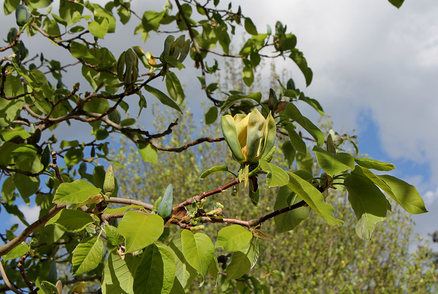 Magnolia acuminata (4)