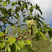 Magnolia acuminata (4)