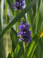 Pontederia