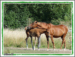 TENDRESSE