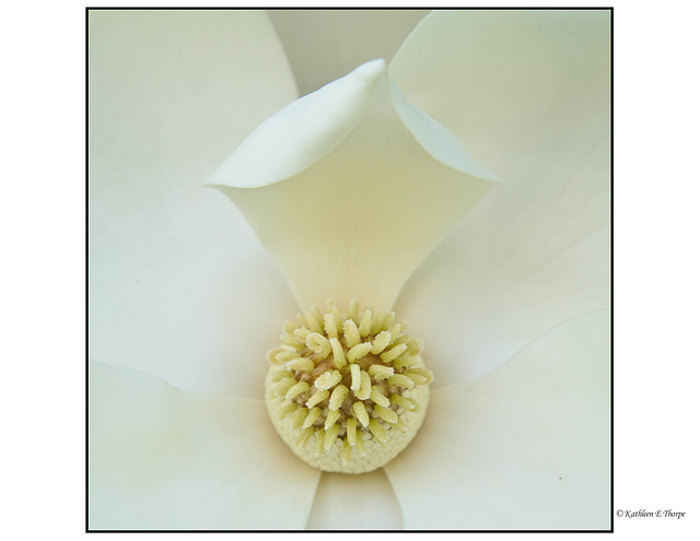 Magnolia Macro 4
