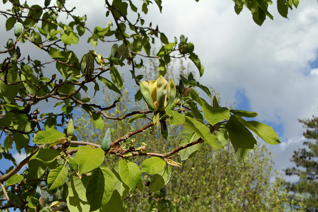 ipernity: Magnolia acuminata (5) - by neira-Dan