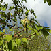 Magnolia acuminata (5)