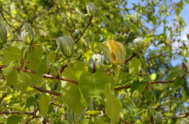 Magnolia acuminata (6)