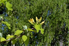 Magnolia acuminata (7)
