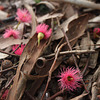 Eucalyptus leucoxylon ssp. leucoxylon blossom strew