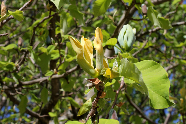 Magnolia acuminata (8)