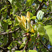 Magnolia acuminata (8)