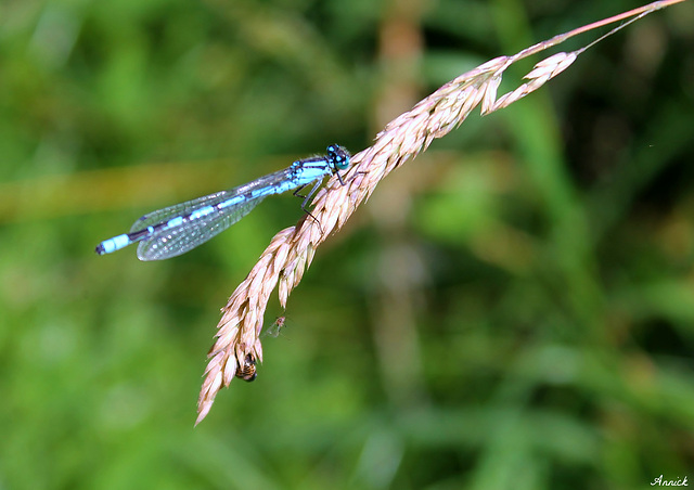 AGRION JOUVENCELLE SUR GRAMINEE ***