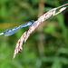 AGRION JOUVENCELLE SUR GRAMINEE ***