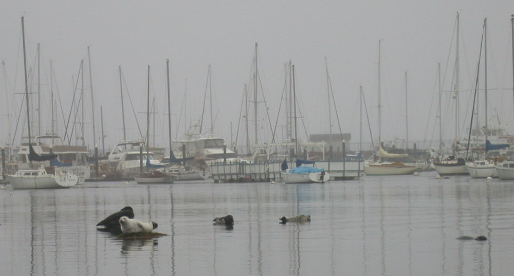 Monterey, Harbor seals