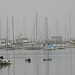 Monterey, Harbor seals