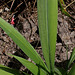 Setaria palmifolia