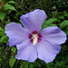 Fleur d'hibiscus