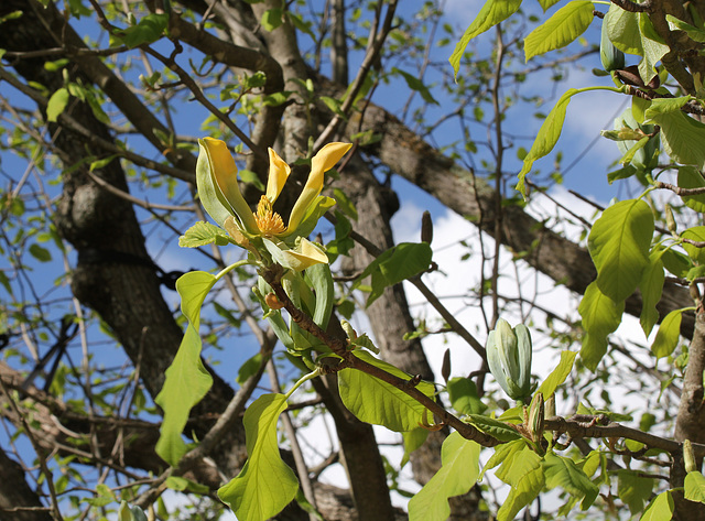 Magnolia acuminata (9)