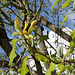 Magnolia acuminata (9)