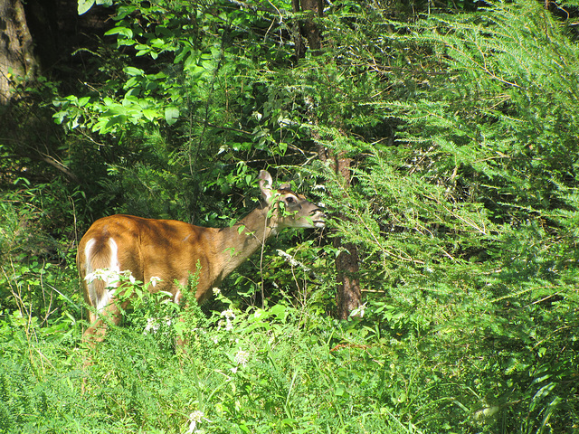 White Tailed Deer - 8