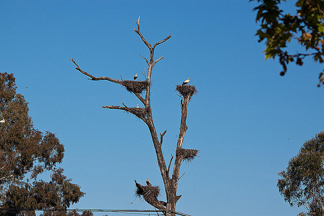 20120509 9303RTw [E] Weißstorch