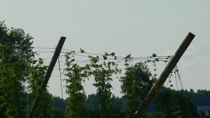 alle Vöglein sind schon (lange) da
