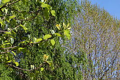 Magnolia acuminata (10)