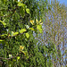Magnolia acuminata (10)
