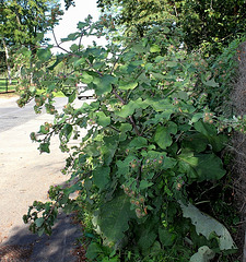 Arctium lappa - Grande Bardane