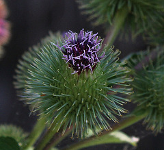 Arctium lappa - Grande Bardane (4)