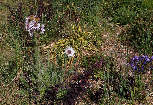 Berkheya purpurea