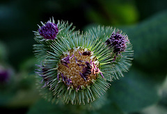 Arctium lappa - Grande Bardane (5)