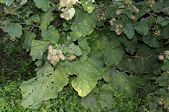 Arctium lappa - Grande Bardane (6)