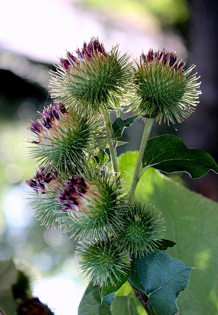 Arctium lappa - Grande Bardane (7)