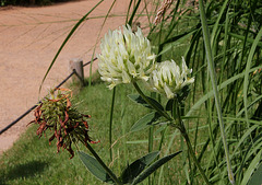 Trifolium ochroleucum (3)