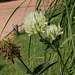 Trifolium ochroleucum (3)