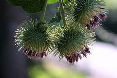 Arctium lappa - Grande Bardane (8)