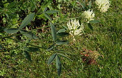 Trifolium ochroleucum (2)