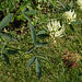 Trifolium ochroleucum (2)