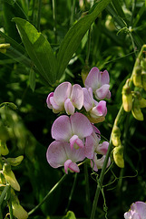 Lathyrus