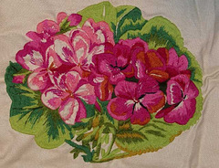 Geranium